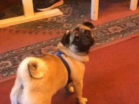 Safkan pug