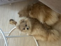 7 Aylık Dişi Pomeranian