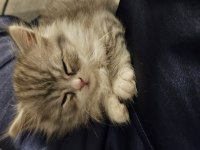 Silver point 2 aylık lokum bebek british longhair