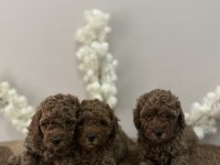 WC EĞİTİMLİ AŞILI ORJİNAL RED BROWN TOY POODLE