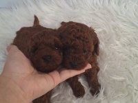 Minnoş Poodle Kızlarımız