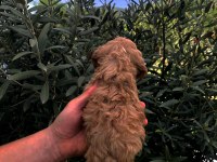 IRKININ SÜPER STARI A KALİTE TEACUP MALTİPOO BEBEKLER