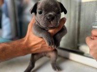 Mükemmel anatomi blue ve blue taşıcı french bulldog evlatlar