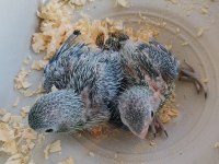 Bebek Forpus Papağanı