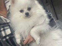 1 yaşında erkek pomeranian eğitimli kar beyazı renkte
