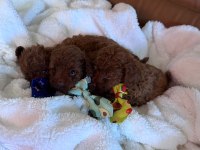 Kore Poodle Bebekler