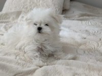 TEACUP KORE MALTESE BEBEĞİM ŞECERE BELGELİ