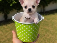 Irk ve sağlık garantili mini teacup bardak köpekler