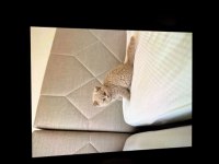 British shorthair erkek köpeğimiz