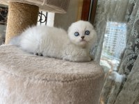 Scottish fold yavruları