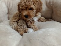 45 günlük dişi maltipoo