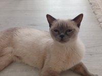 Safkan British Shorthair