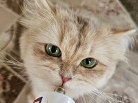 Yetişkin Dişi CY11 British Longhair