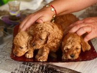 Anne altından ırk ve sağlık garantili poodle