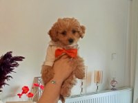 Aşıları Yapılmış Tuvalet Eğitimi Tam Poodle
