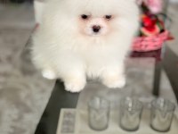 Teacup ayıcık pomeranian