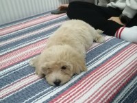 2.5 aylık aşıları tamam dişi maltipoo