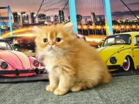 British Longhair Red Erkek