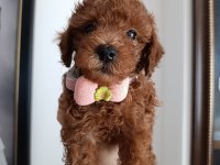 SAFKAN RED BROWN TOY POODLE YAVRULAR ÜST KALİTE