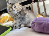 Yavru sahiplendirme scottish fold longhair