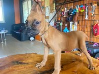 Oyuncu Ve Koruyucu Boxer Yavruları
