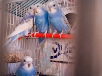 Muhabbet kuşu hepsi bebek 3 haftalık evimde büyüttüm