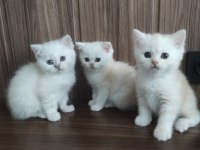 British shorthair bebeklerim