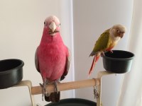 Pineapple Conure