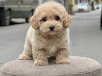 Maltipoo Kızımız Linda