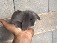 Hollanda Teddy Lop Tavşan Yavruları