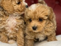 Ankaranın en kaliteli mini maltipoo yavruları