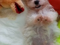 SAFKAN MALTİPOO YAVRULARI