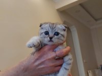 Yavru kedi sahiplendirme scottish fold