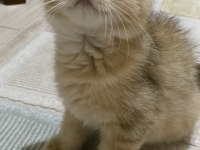 British shorthair 2,5 yaşında