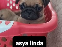 Pug Mops Bebekler
