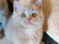 ŞEKERİLİNKOO VE FISTILİNKOO KEDİLER