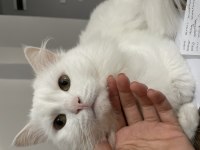 2 yaşında british longhair sahiplendirilecektir