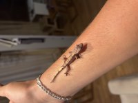 Üst kalite crested gecko yavruları
