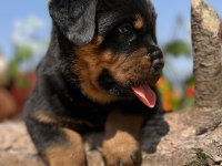 Harika Anatomi Üst Kalite Rottweiler Yavrular