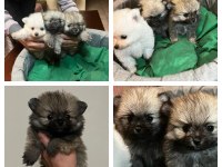 Pomeranian yavrular