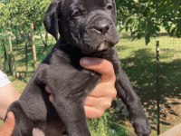 Dev Panter Siyah Cane Corso Canavarlar