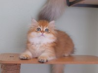 British longhair safkan erkek