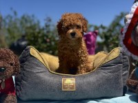 DİŞİ 3 AŞILI WC EĞİTİMLİ POODLE