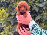 Toy poodle köpekler