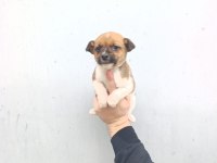 A kalite jack russell bebekler