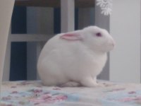 Yeni Bir Tavşan