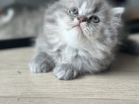 British shorthair yavrumuz yuvasına gitmeye hazır