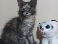 Mucize maine coon