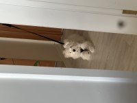 Terrier maltese dişi köpeğim
