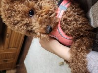 18 Aylık Dişi Toy Poodle